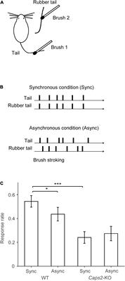 Task-Related c-Fos Expression in the Posterior Parietal Cortex During the “Rubber Tail Task” Is Diminished in Ca2+-Dependent Activator Protein for Secretion 2 (Caps2)-Knockout Mice